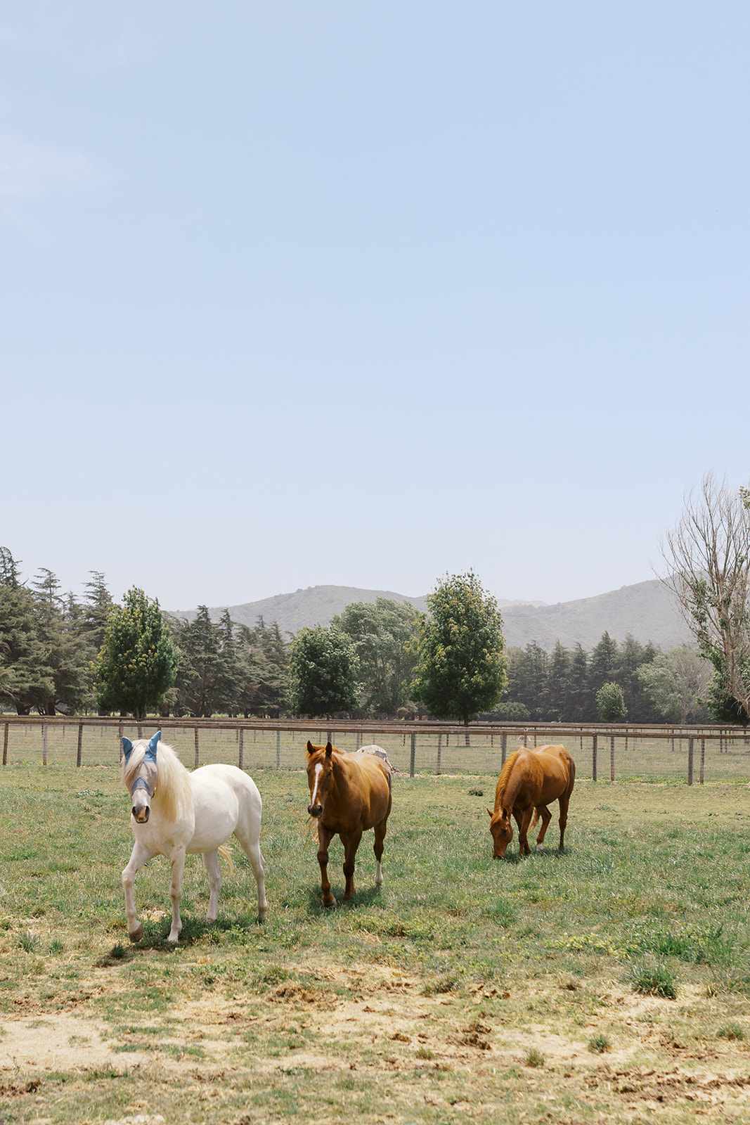 Horses grazing in a pasture at Whispering Rose Ranch