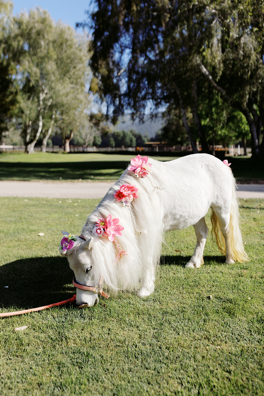 White pony wearing pink flowers on the ranch lawn