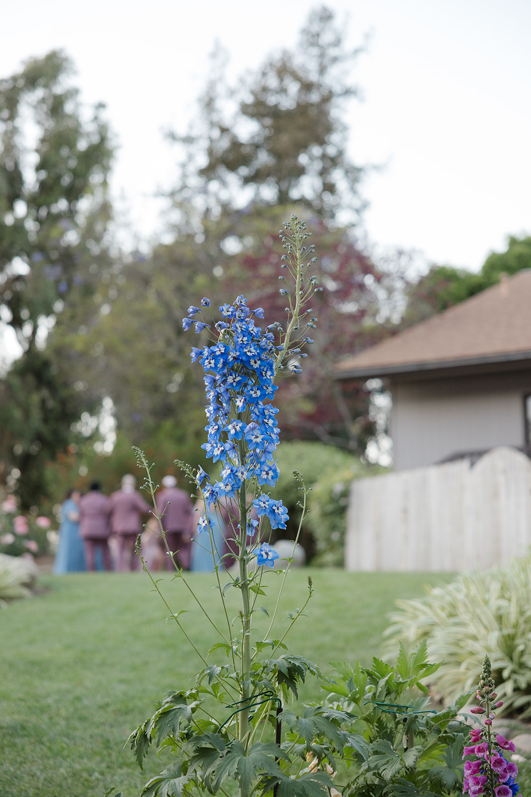 Blue delphinium flowers beside the reception lawn